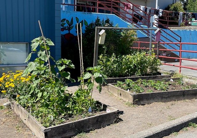 Our Garden